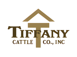 Tiffany Cattle